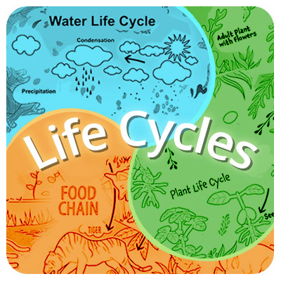 AR Science Life Cycle and Food Chain Coloring Pages